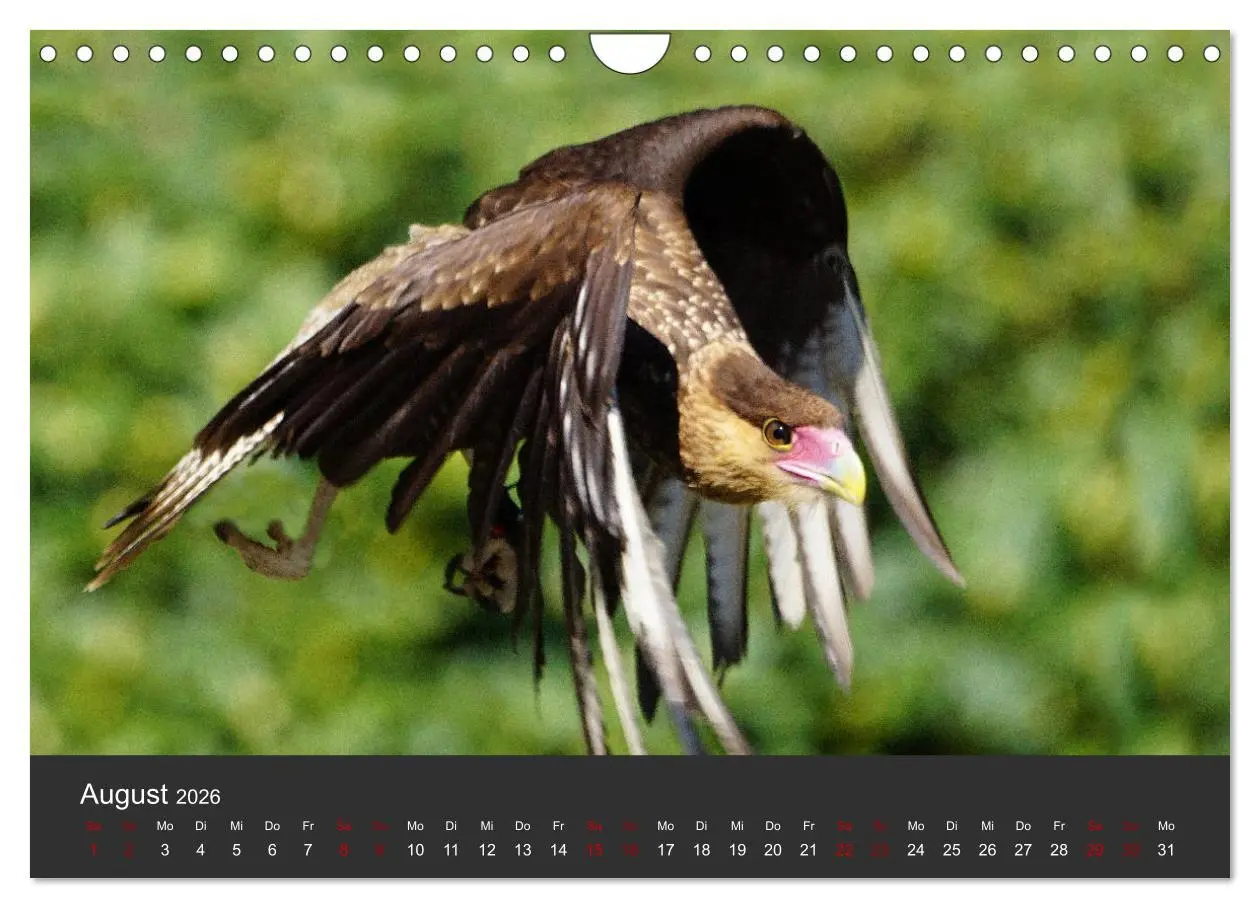 Bild: 9783457877647 | Faszination der Greifvögel und Geier (Wandkalender 2026 DIN A4...