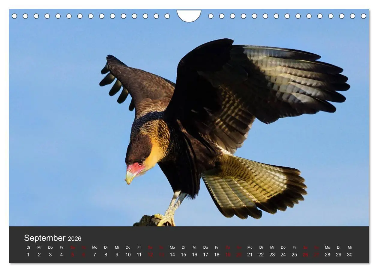 Bild: 9783457877647 | Faszination der Greifvögel und Geier (Wandkalender 2026 DIN A4...