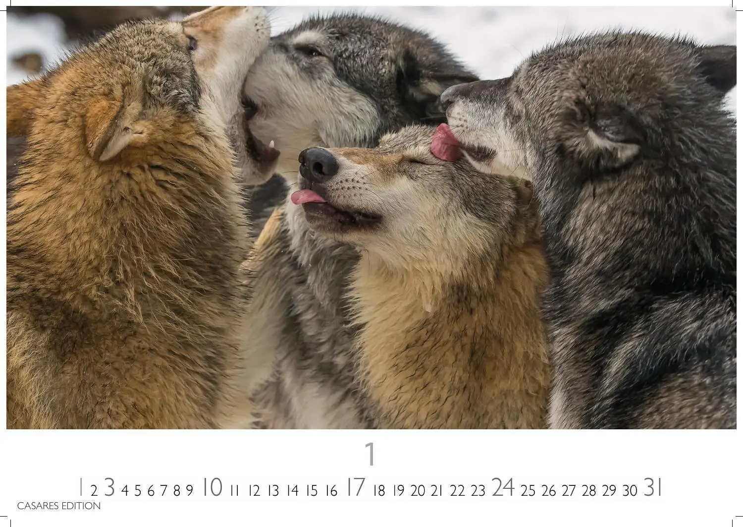 Bild: 9781835247747 | Wölfe Kalender 2027 - Wandkalender Fotokalender Tierkalender...