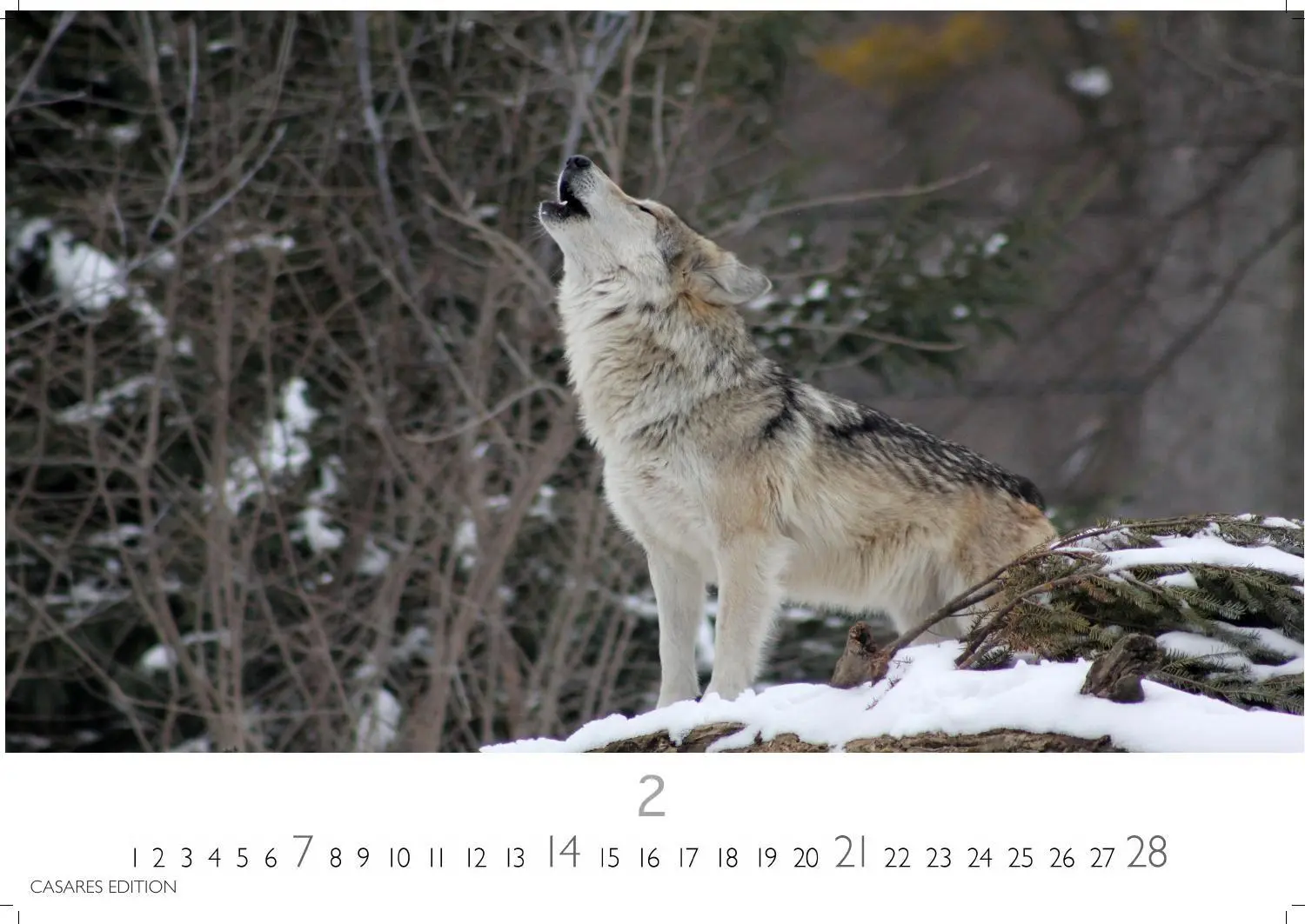 Bild: 9781835247747 | Wölfe Kalender 2027 - Wandkalender Fotokalender Tierkalender...