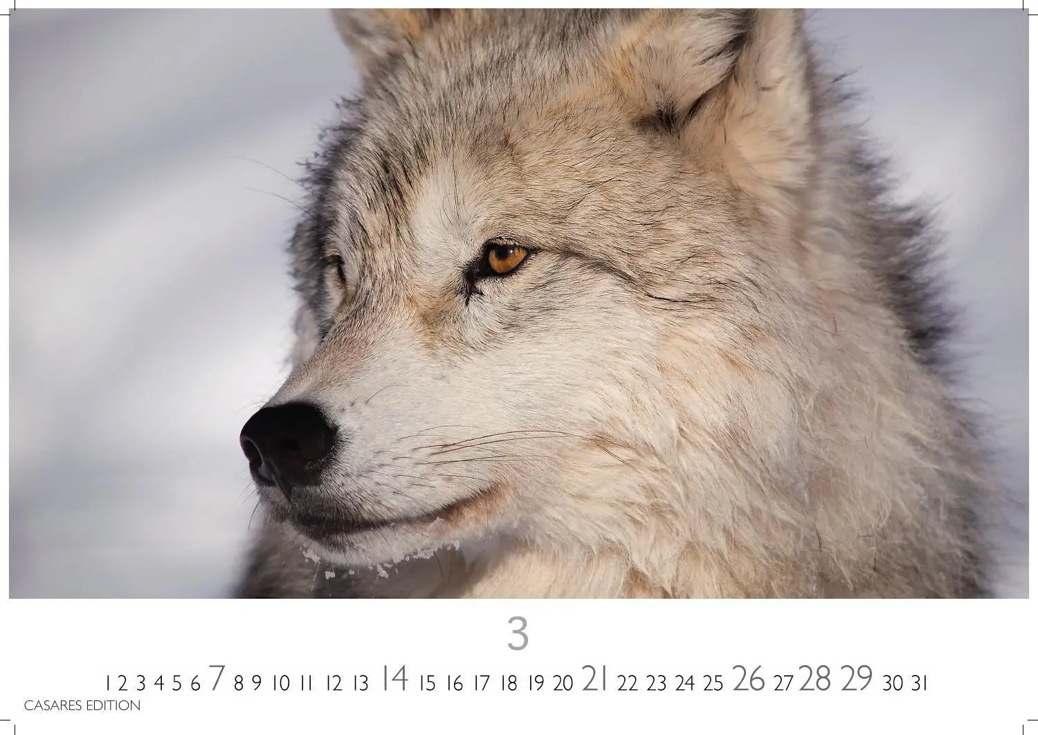 Bild: 9781835247747 | Wölfe Kalender 2027 - Wandkalender Fotokalender Tierkalender...