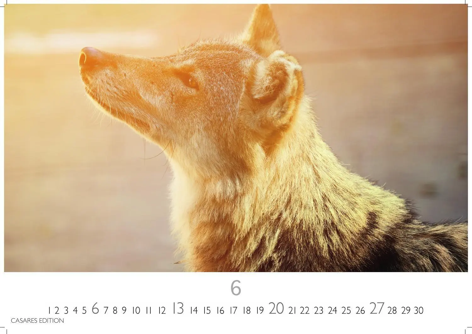Bild: 9781835247747 | Wölfe Kalender 2027 - Wandkalender Fotokalender Tierkalender...