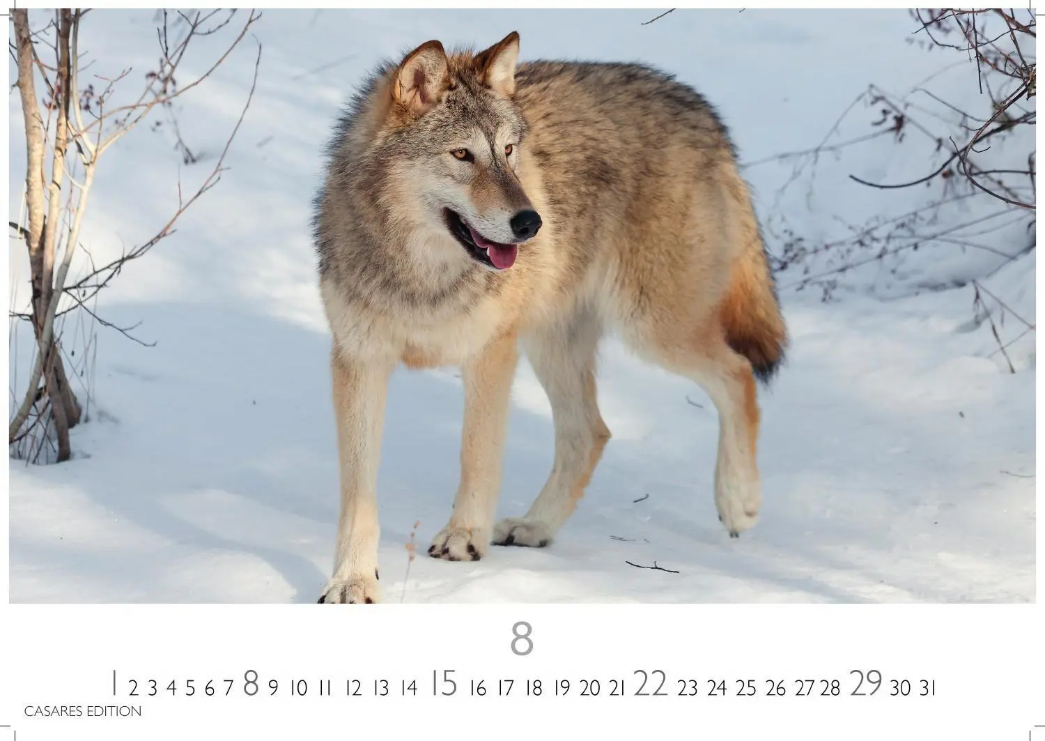 Bild: 9781835247747 | Wölfe Kalender 2027 - Wandkalender Fotokalender Tierkalender...