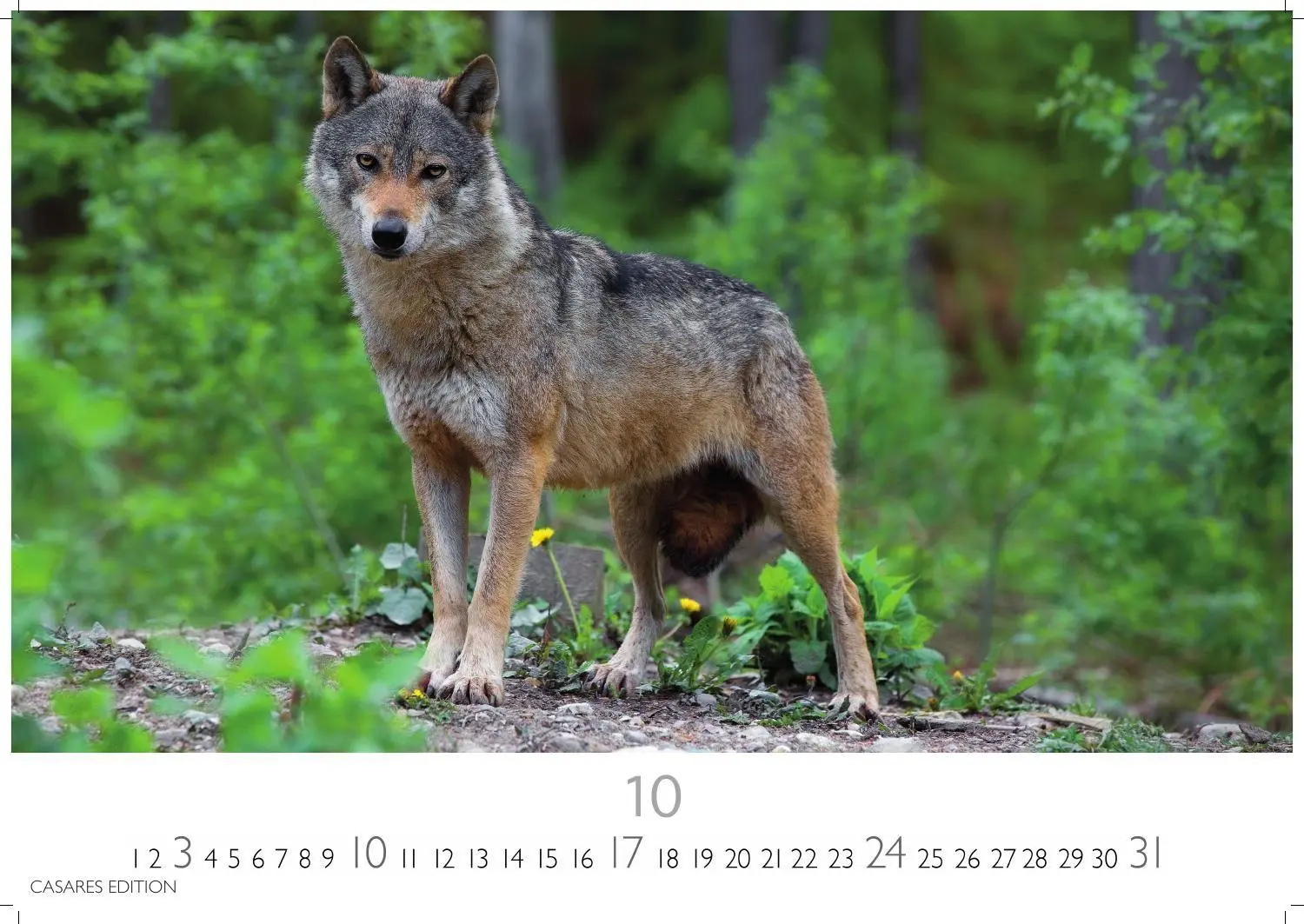 Bild: 9781835247747 | Wölfe Kalender 2027 - Wandkalender Fotokalender Tierkalender...