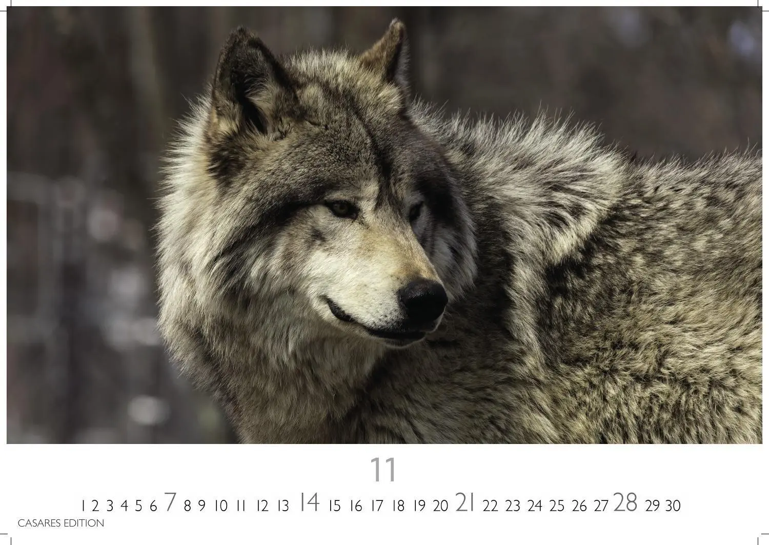 Bild: 9781835247747 | Wölfe Kalender 2027 - Wandkalender Fotokalender Tierkalender...