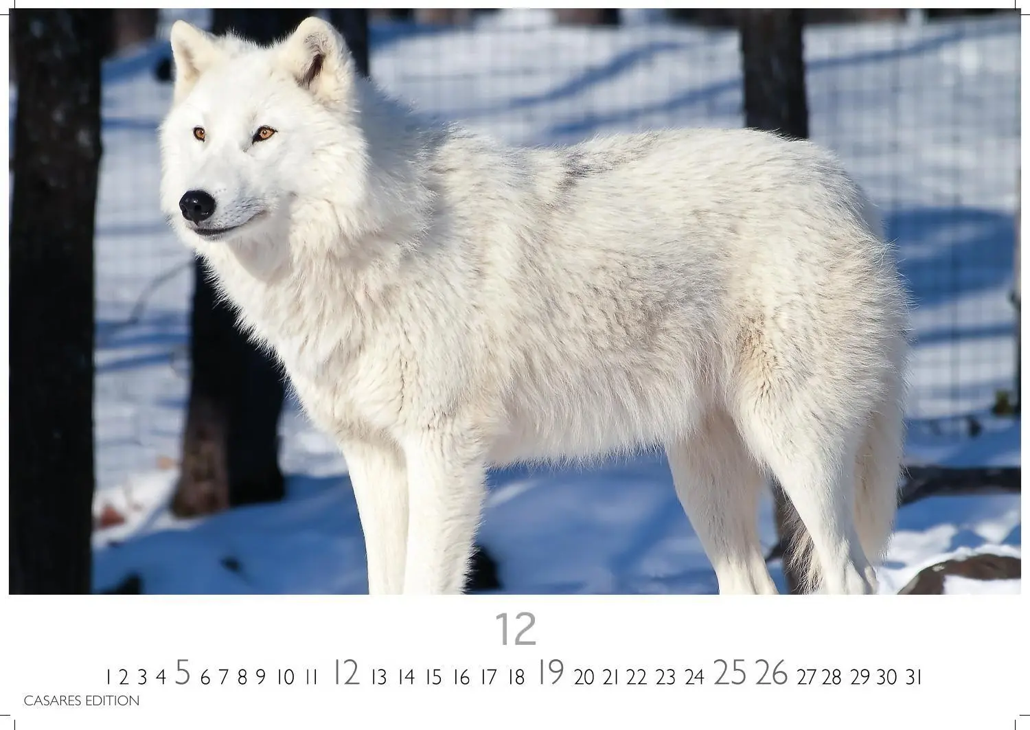 Bild: 9781835247747 | Wölfe Kalender 2027 - Wandkalender Fotokalender Tierkalender...
