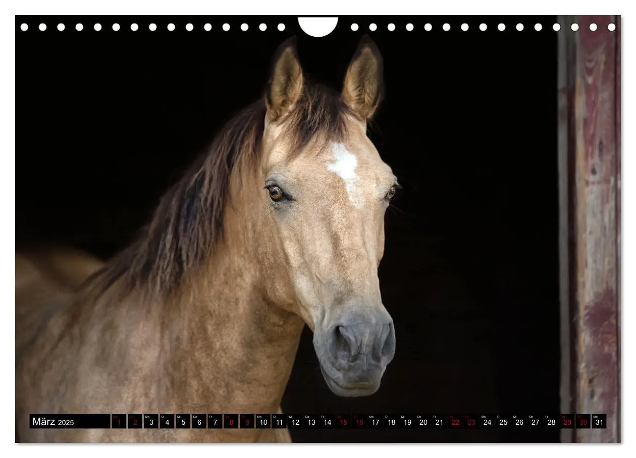 Bild: 9783435087747 | Faszination Westernpferde (Wandkalender 2025 DIN A4 quer), CALVENDO...