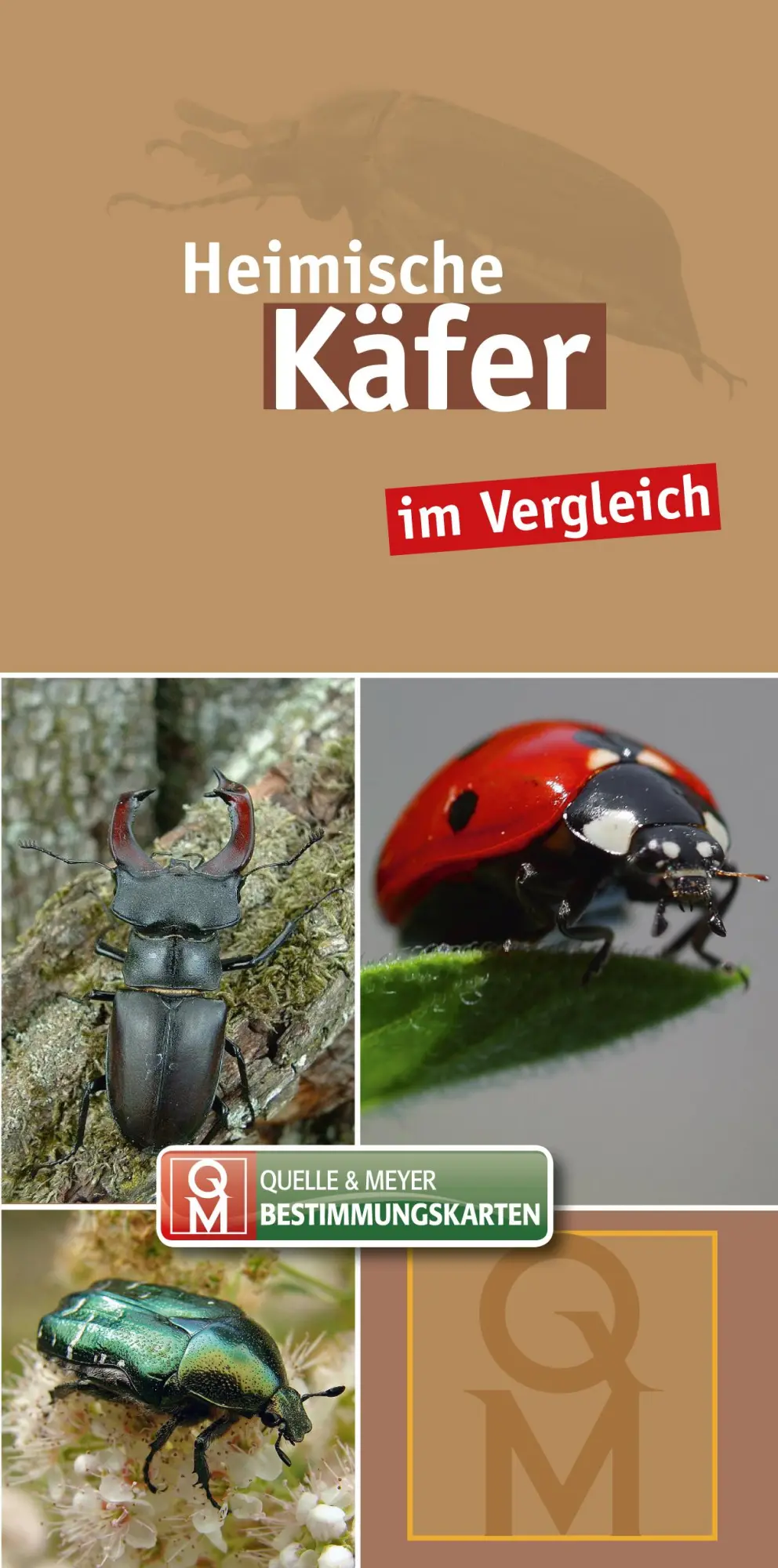 Cover: 9783494017747 | Heimische Käfer | im Vergleich | Quelle &amp; Meyer Verlag | Buch | 8 S.
