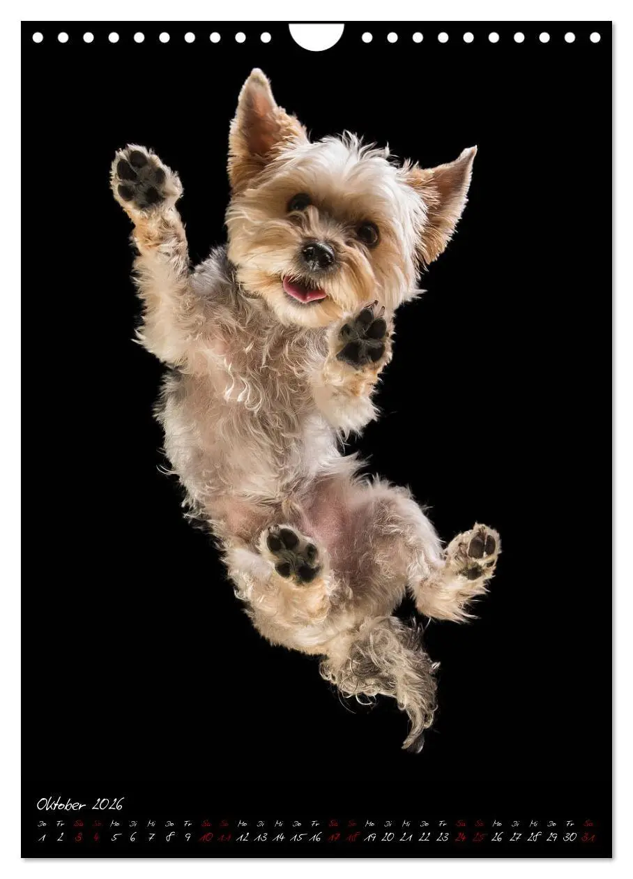 Bild: 9783516407747 | Hunde-Augen-Blicke (Wandkalender 2026 DIN A4 hoch), CALVENDO...