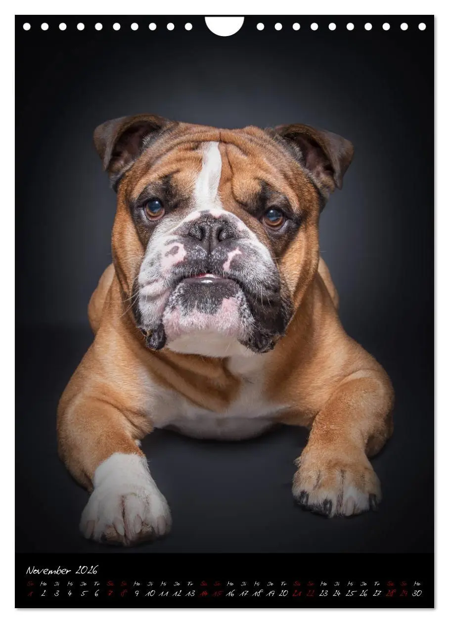 Bild: 9783516407747 | Hunde-Augen-Blicke (Wandkalender 2026 DIN A4 hoch), CALVENDO...
