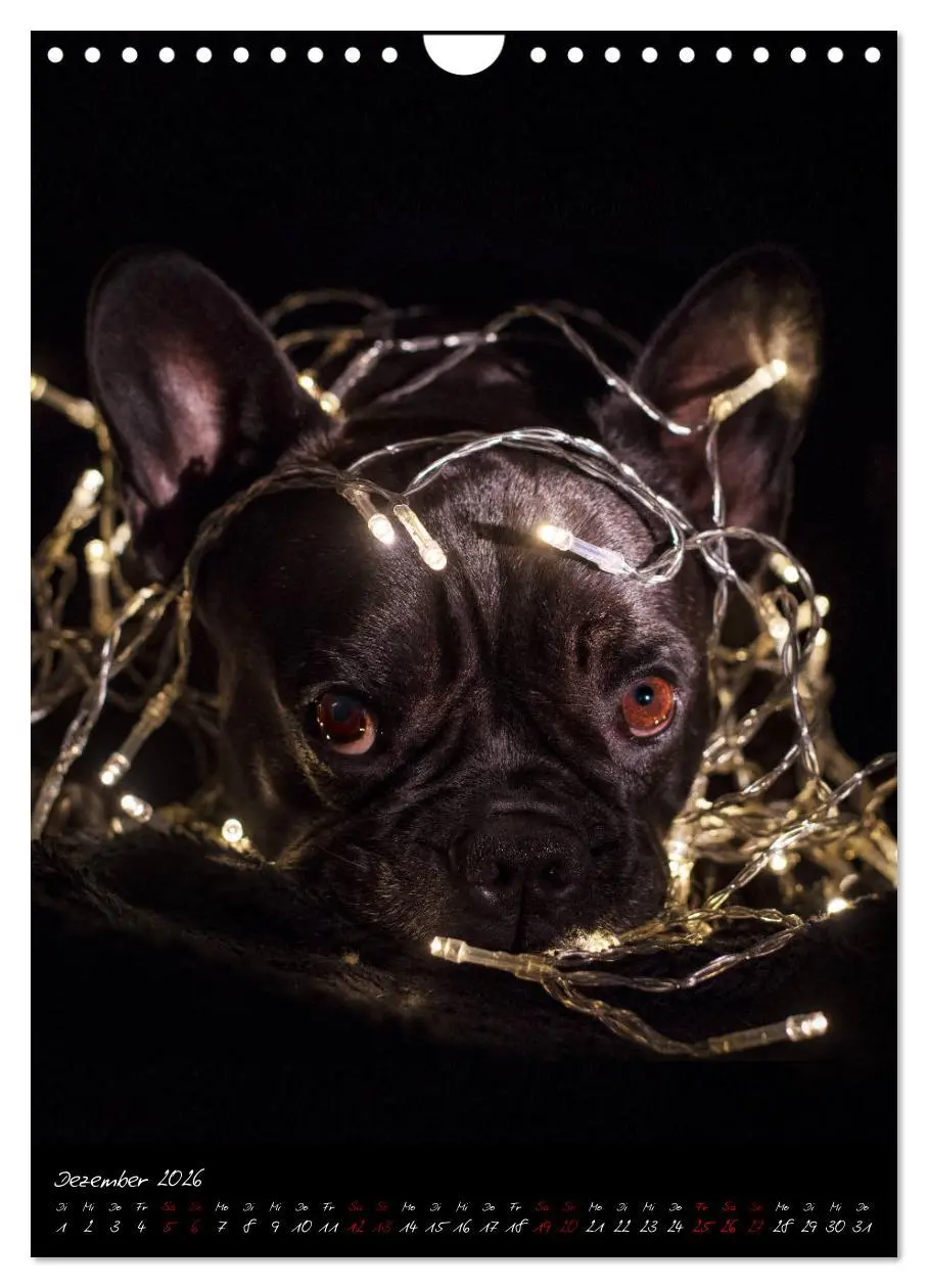 Bild: 9783516407747 | Hunde-Augen-Blicke (Wandkalender 2026 DIN A4 hoch), CALVENDO...