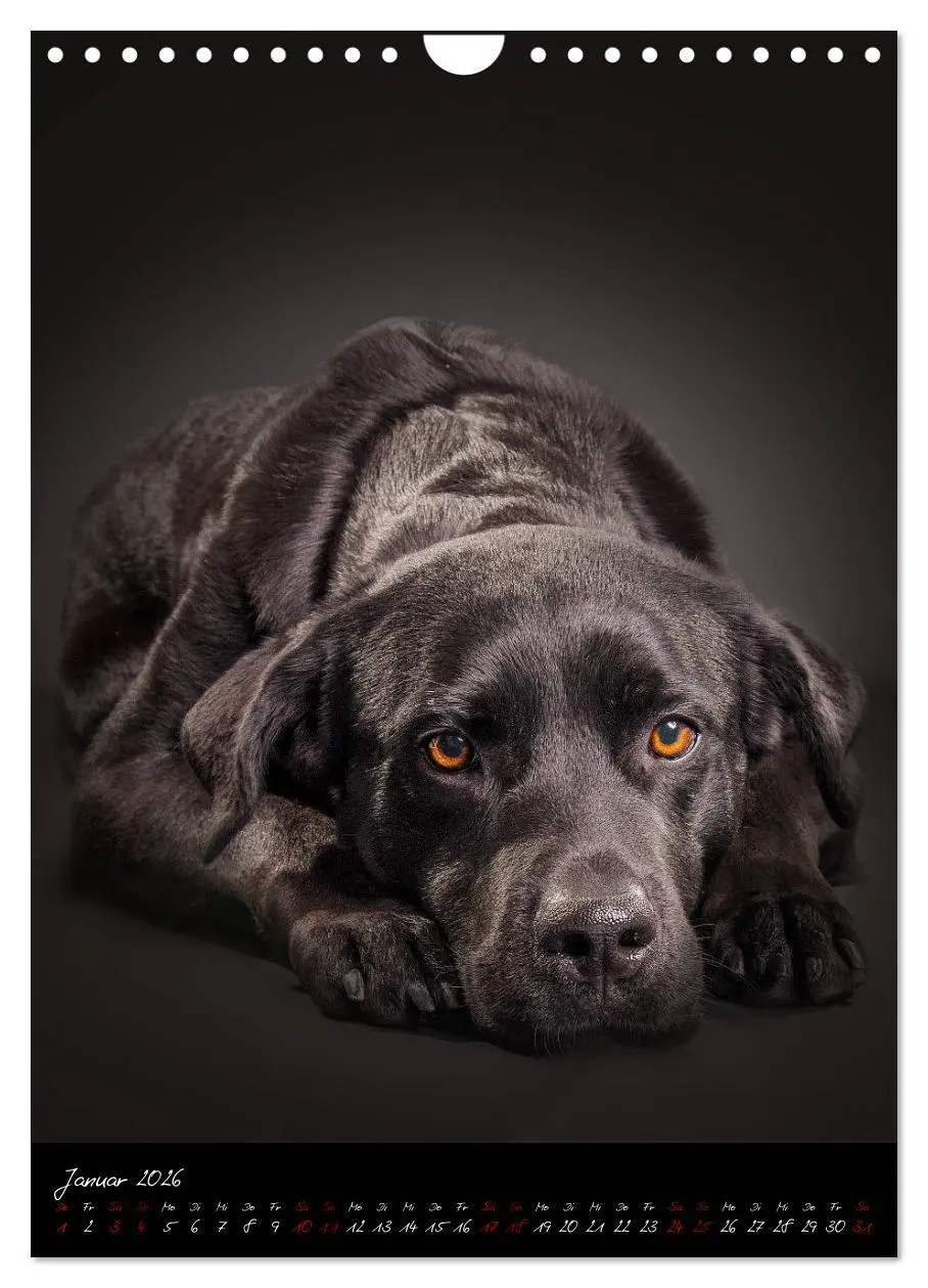 Bild: 9783516407747 | Hunde-Augen-Blicke (Wandkalender 2026 DIN A4 hoch), CALVENDO...