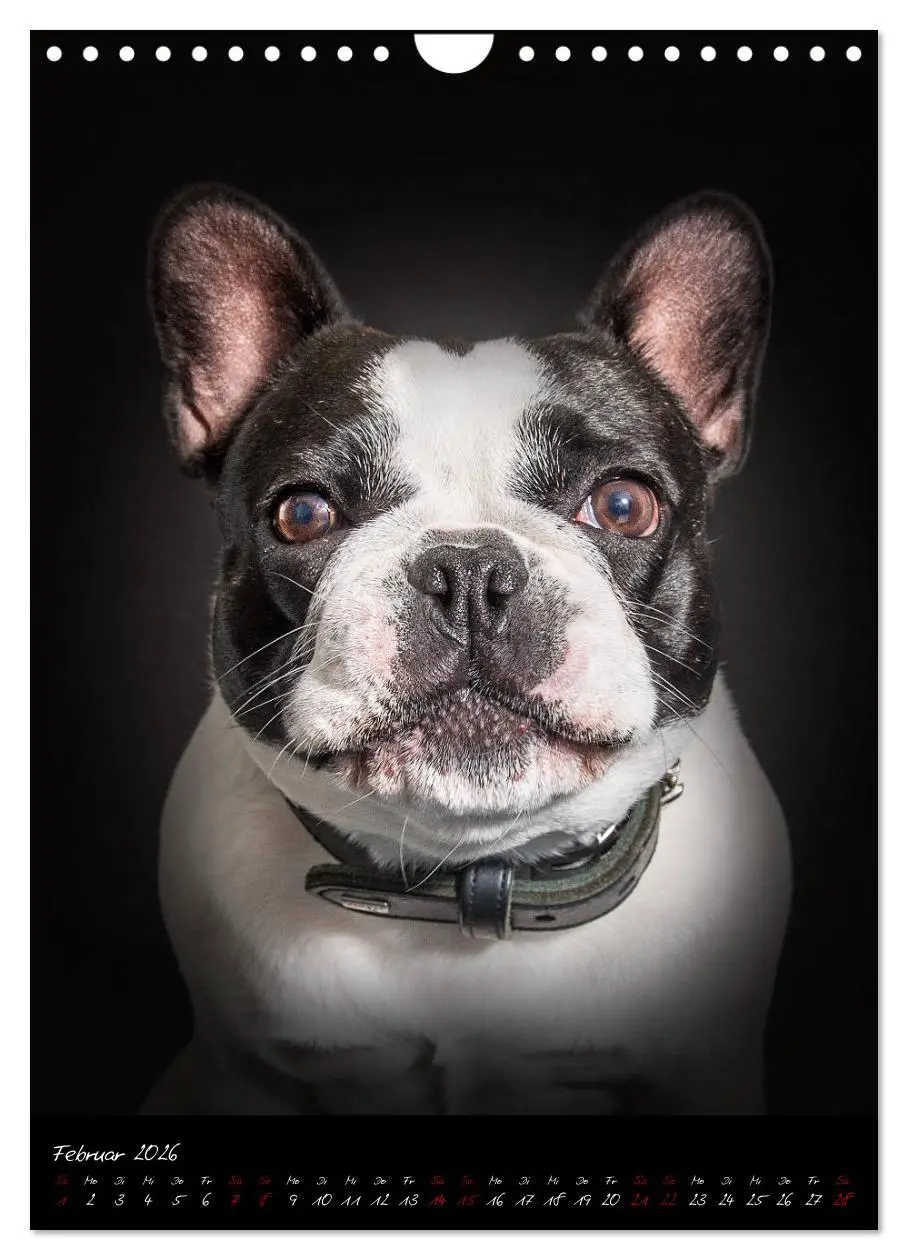 Bild: 9783516407747 | Hunde-Augen-Blicke (Wandkalender 2026 DIN A4 hoch), CALVENDO...