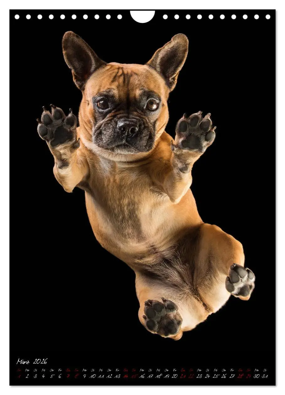 Bild: 9783516407747 | Hunde-Augen-Blicke (Wandkalender 2026 DIN A4 hoch), CALVENDO...