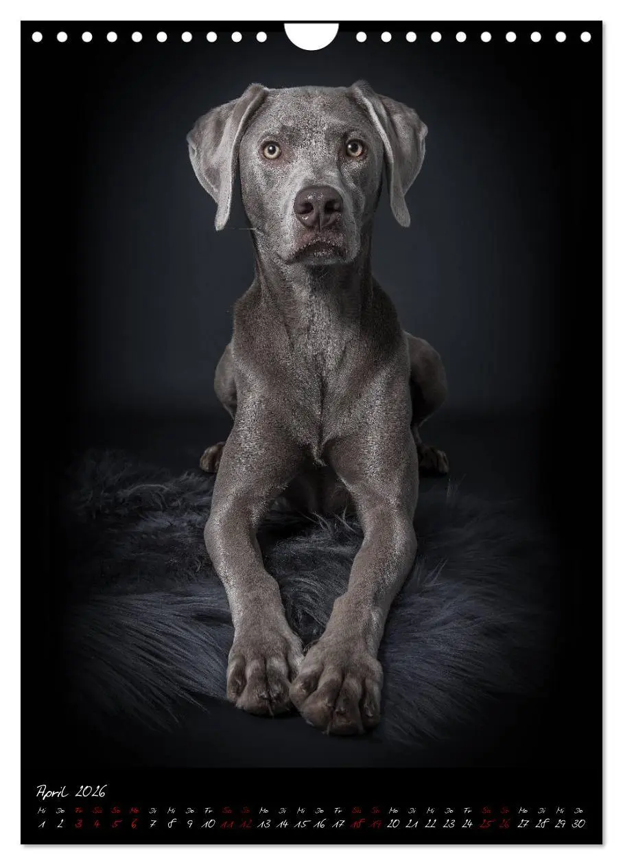 Bild: 9783516407747 | Hunde-Augen-Blicke (Wandkalender 2026 DIN A4 hoch), CALVENDO...
