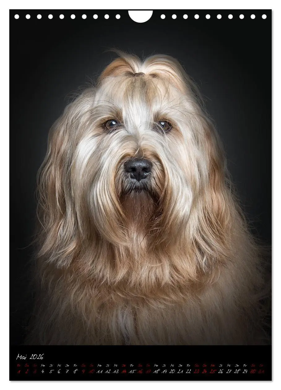Bild: 9783516407747 | Hunde-Augen-Blicke (Wandkalender 2026 DIN A4 hoch), CALVENDO...