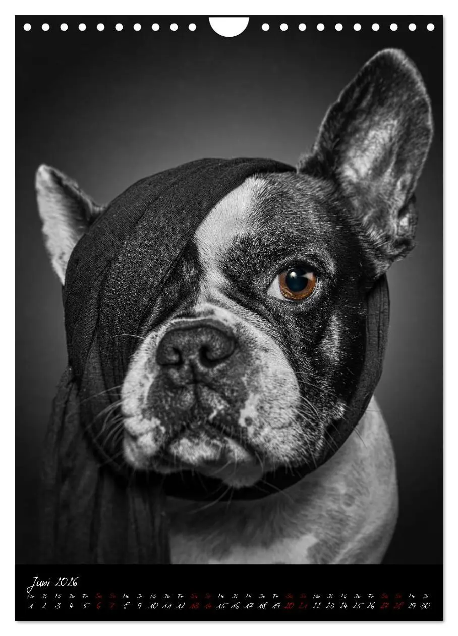 Bild: 9783516407747 | Hunde-Augen-Blicke (Wandkalender 2026 DIN A4 hoch), CALVENDO...