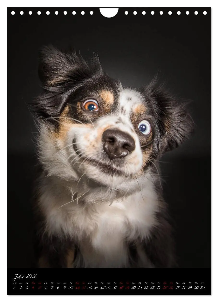 Bild: 9783516407747 | Hunde-Augen-Blicke (Wandkalender 2026 DIN A4 hoch), CALVENDO...