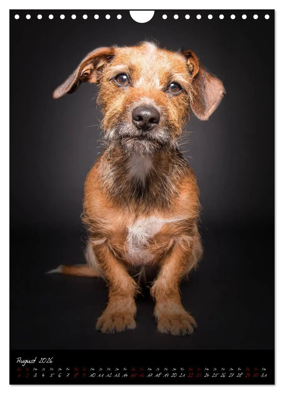 Bild: 9783516407747 | Hunde-Augen-Blicke (Wandkalender 2026 DIN A4 hoch), CALVENDO...