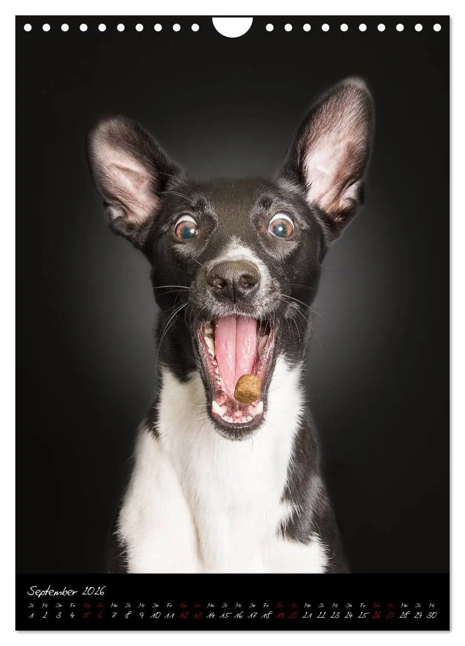 Bild: 9783516407747 | Hunde-Augen-Blicke (Wandkalender 2026 DIN A4 hoch), CALVENDO...
