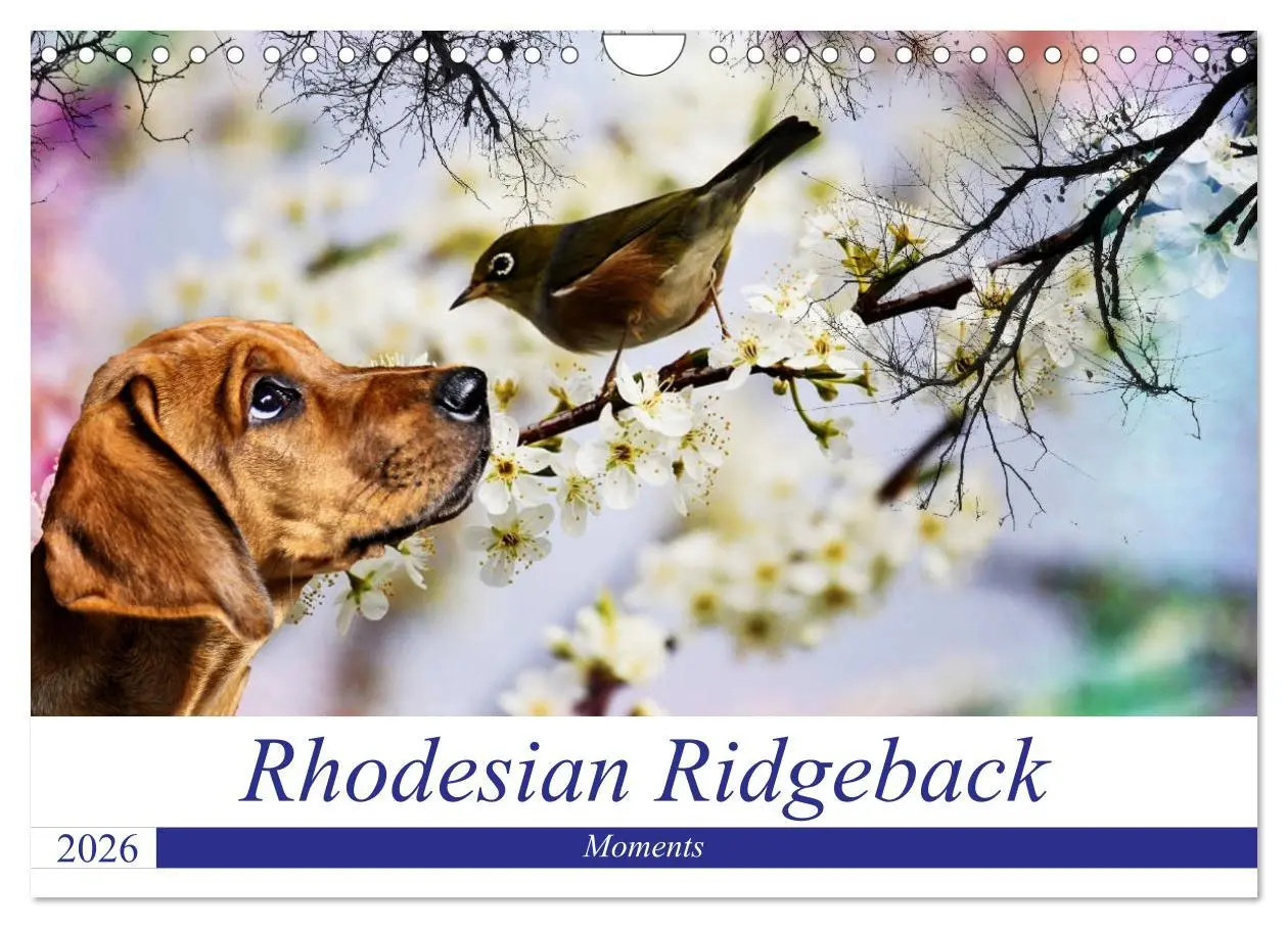 Cover: 9783457857847 | Rhodesian Ridgeback - Moments (Wandkalender 2026 DIN A4 quer),...