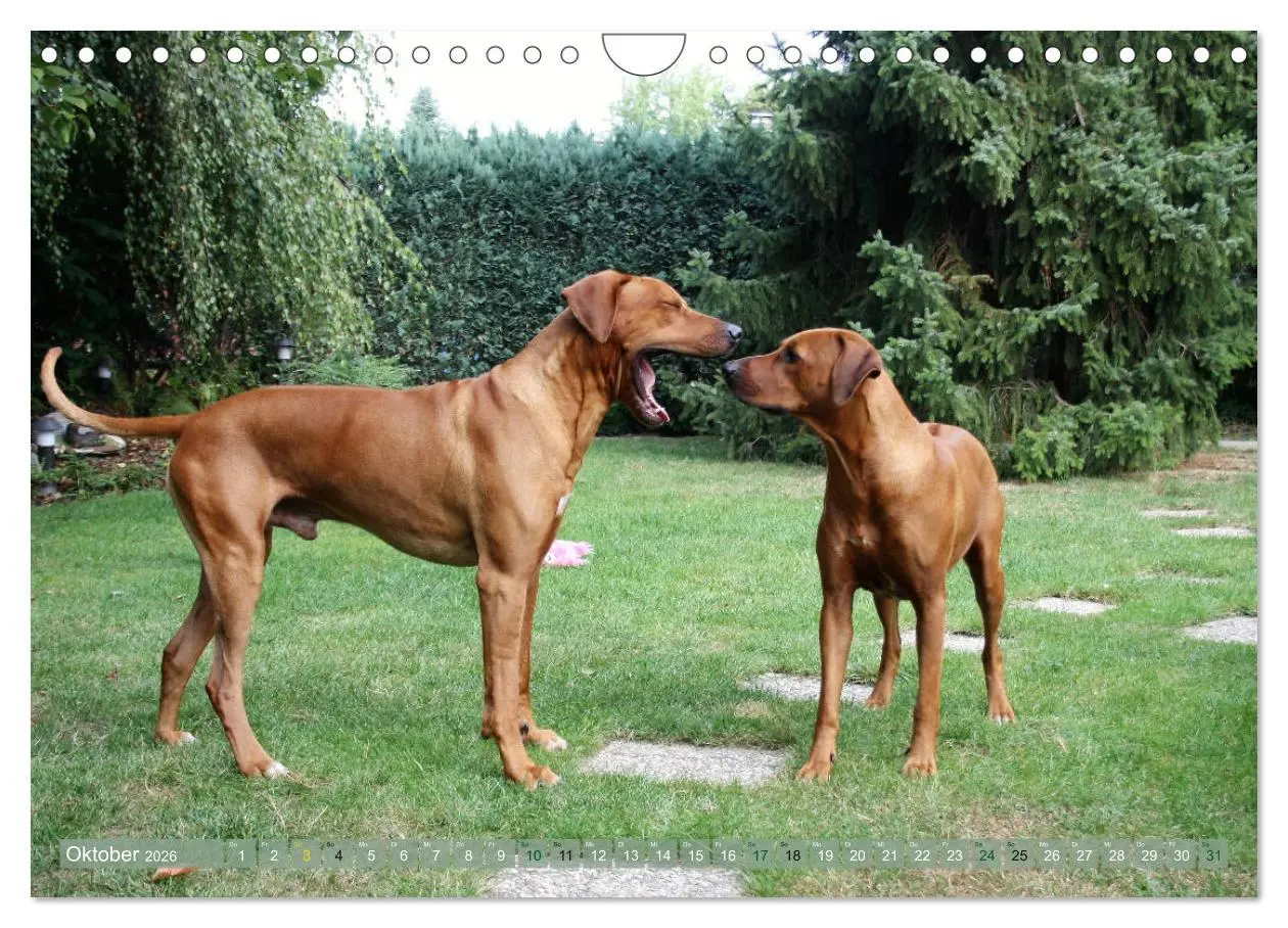 Bild: 9783457857847 | Rhodesian Ridgeback - Moments (Wandkalender 2026 DIN A4 quer),...