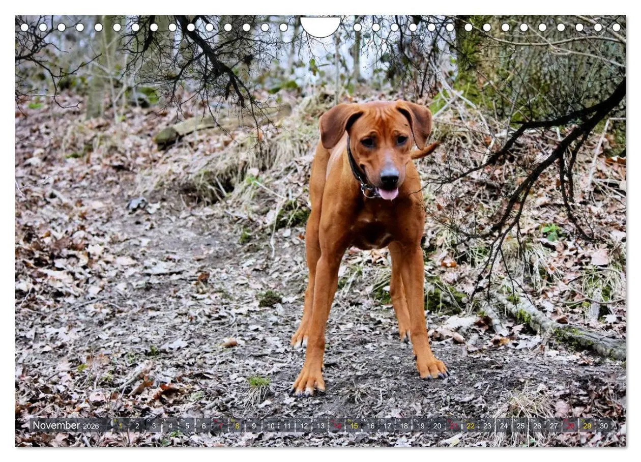 Bild: 9783457857847 | Rhodesian Ridgeback - Moments (Wandkalender 2026 DIN A4 quer),...