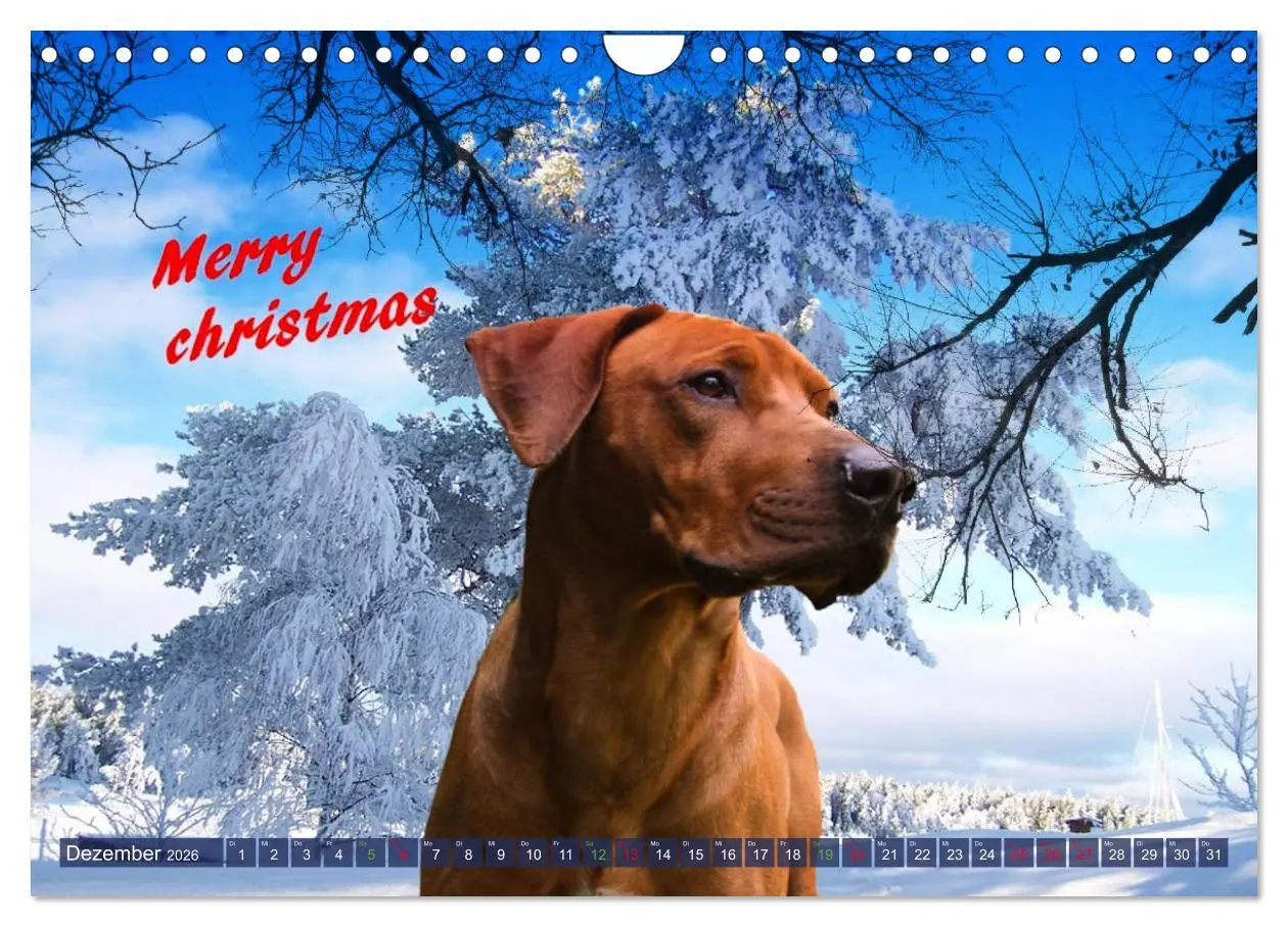 Bild: 9783457857847 | Rhodesian Ridgeback - Moments (Wandkalender 2026 DIN A4 quer),...