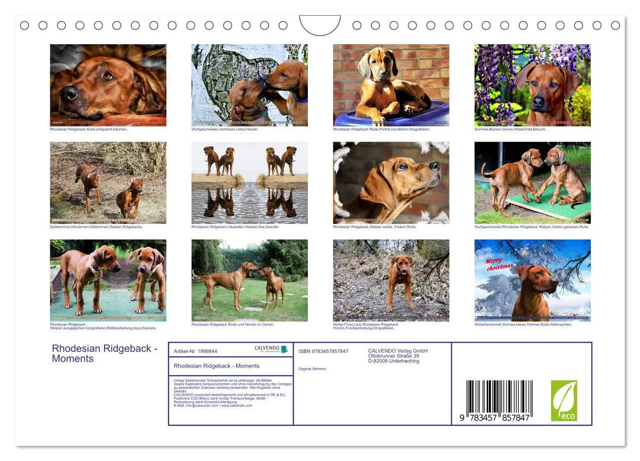 Bild: 9783457857847 | Rhodesian Ridgeback - Moments (Wandkalender 2026 DIN A4 quer),...