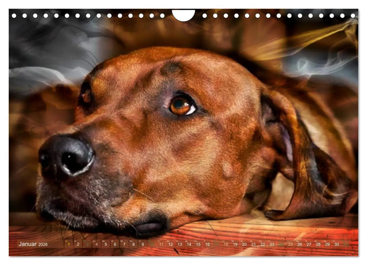 Bild: 9783457857847 | Rhodesian Ridgeback - Moments (Wandkalender 2026 DIN A4 quer),...