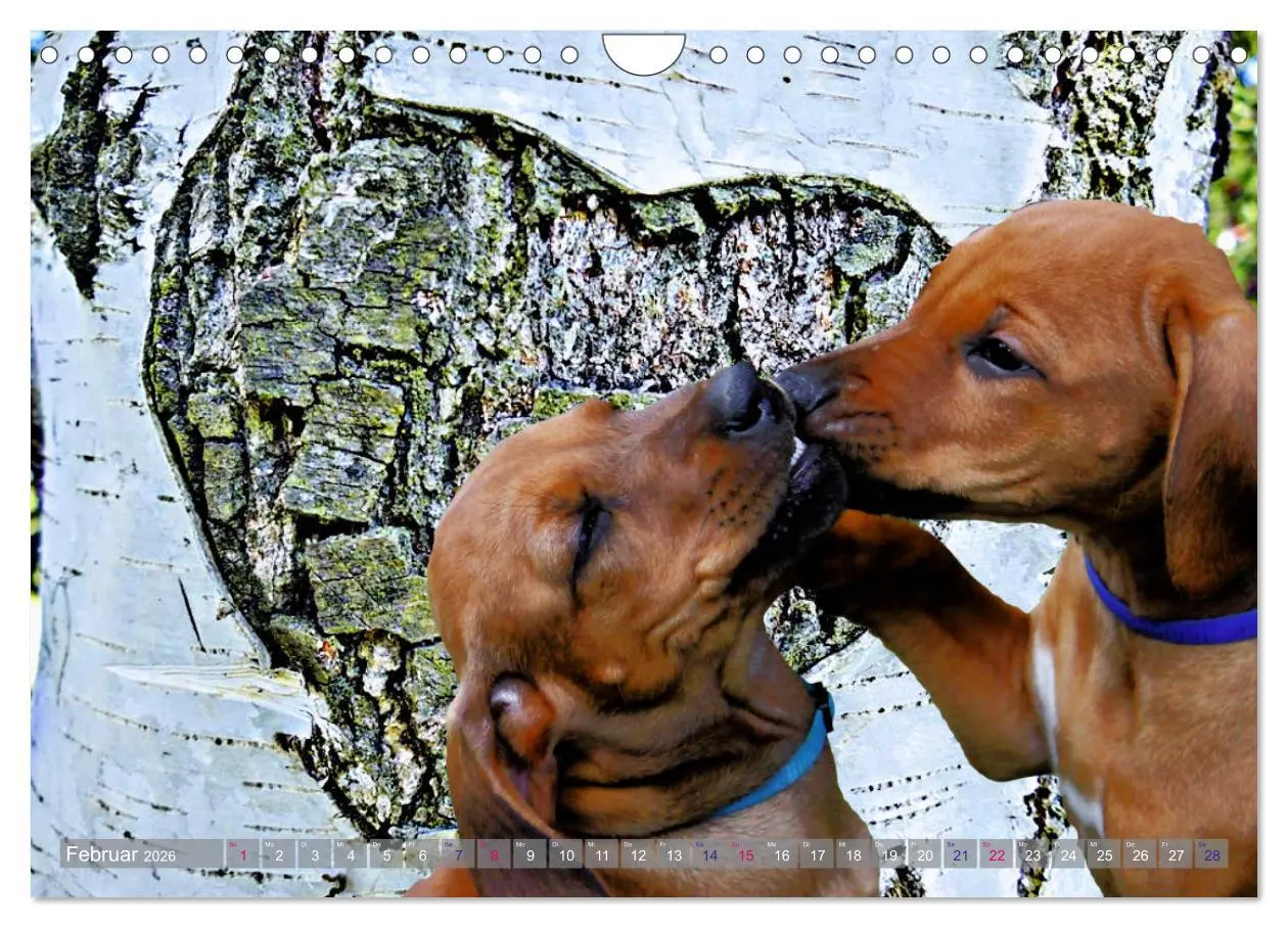 Bild: 9783457857847 | Rhodesian Ridgeback - Moments (Wandkalender 2026 DIN A4 quer),...