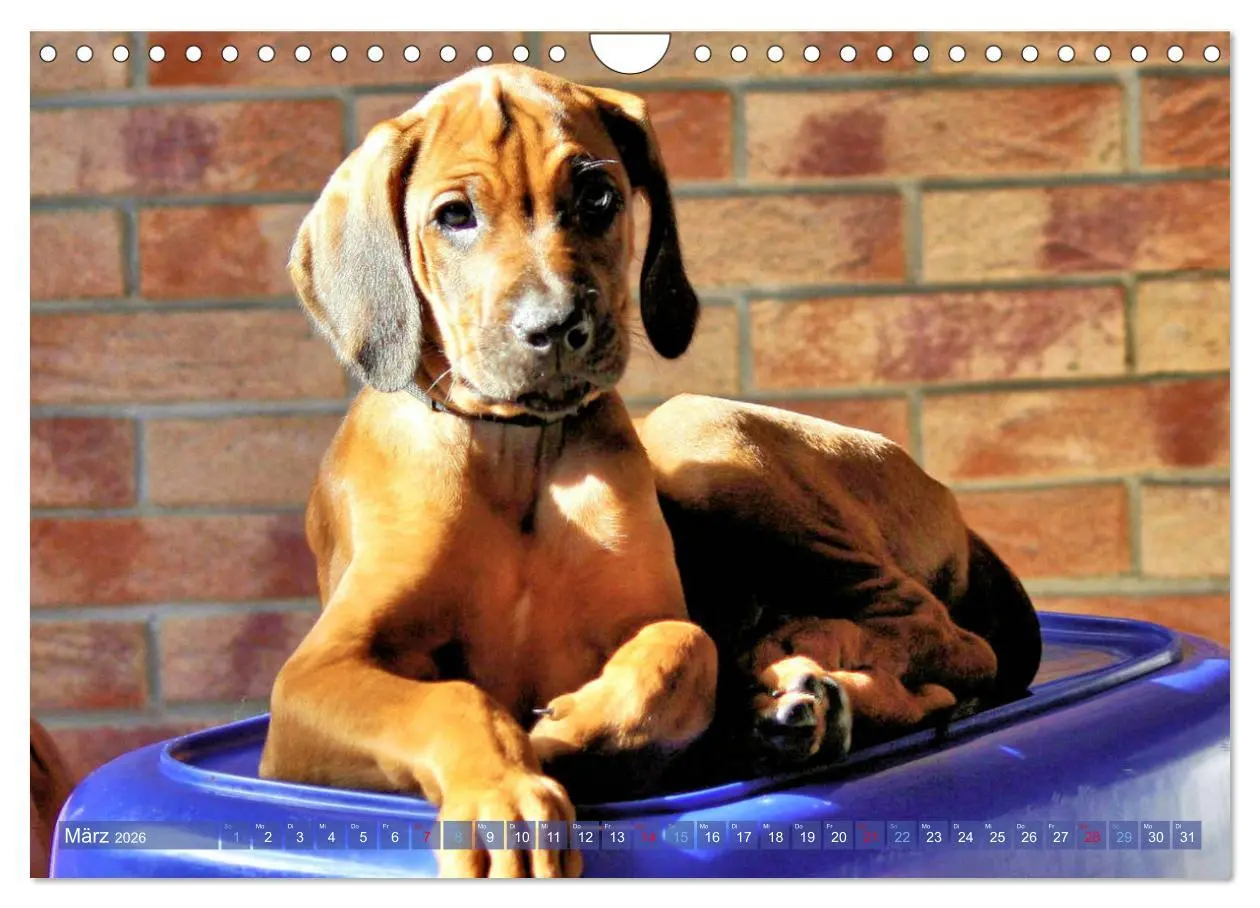 Bild: 9783457857847 | Rhodesian Ridgeback - Moments (Wandkalender 2026 DIN A4 quer),...