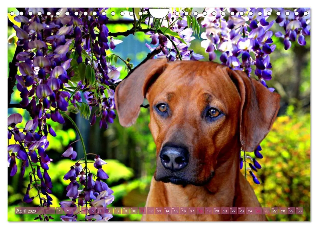 Bild: 9783457857847 | Rhodesian Ridgeback - Moments (Wandkalender 2026 DIN A4 quer),...