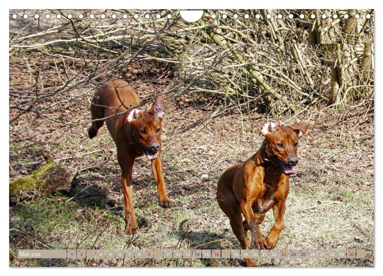 Bild: 9783457857847 | Rhodesian Ridgeback - Moments (Wandkalender 2026 DIN A4 quer),...