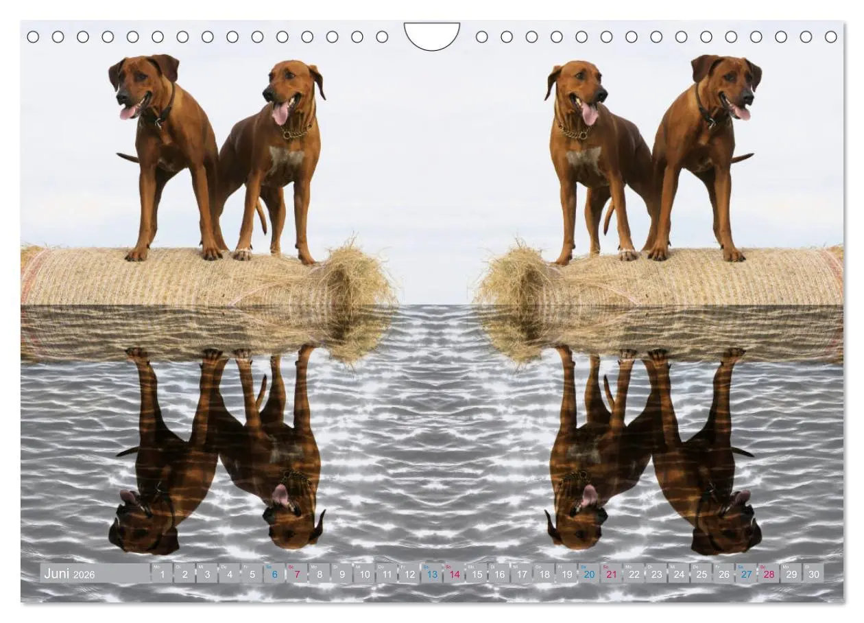 Bild: 9783457857847 | Rhodesian Ridgeback - Moments (Wandkalender 2026 DIN A4 quer),...