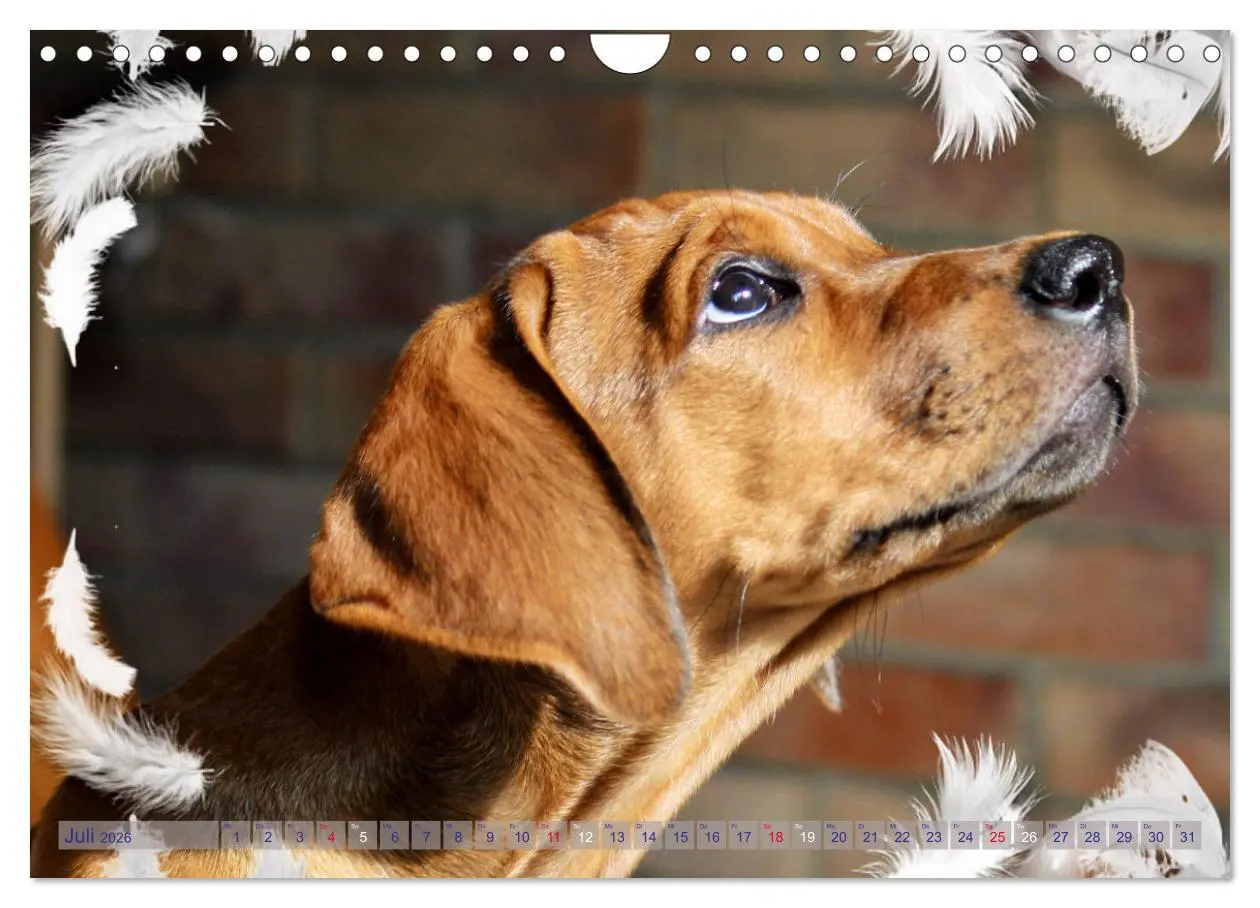 Bild: 9783457857847 | Rhodesian Ridgeback - Moments (Wandkalender 2026 DIN A4 quer),...