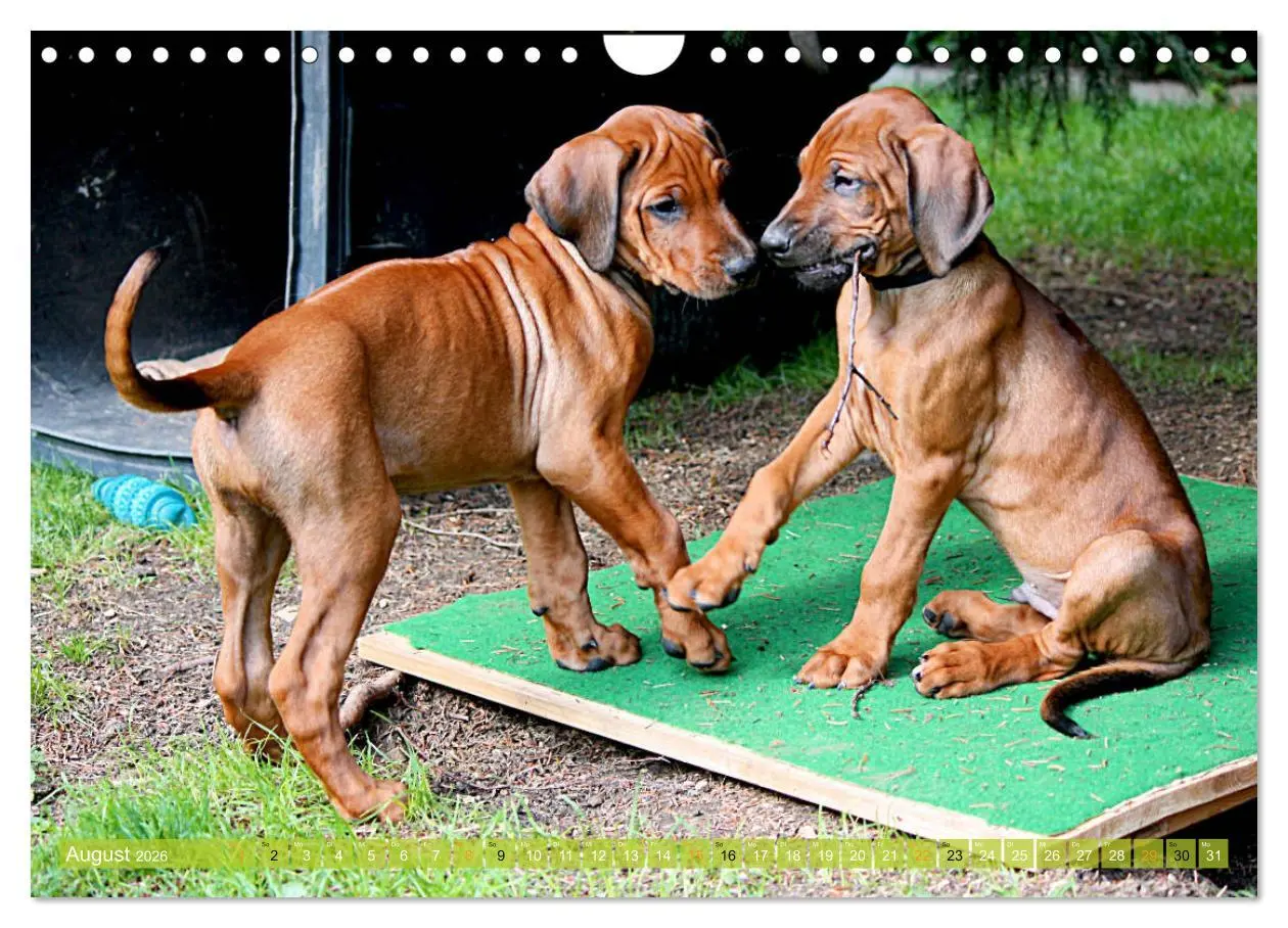 Bild: 9783457857847 | Rhodesian Ridgeback - Moments (Wandkalender 2026 DIN A4 quer),...