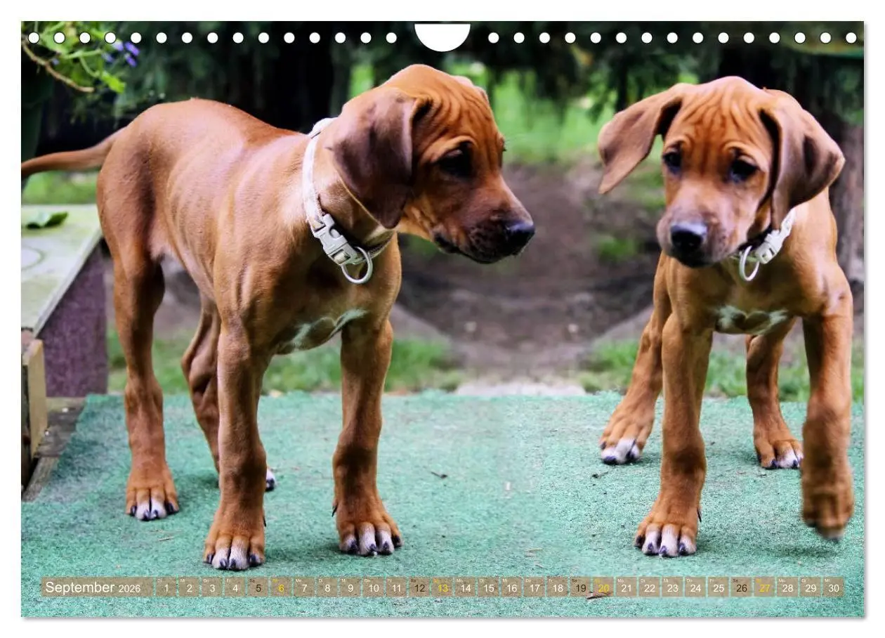 Bild: 9783457857847 | Rhodesian Ridgeback - Moments (Wandkalender 2026 DIN A4 quer),...