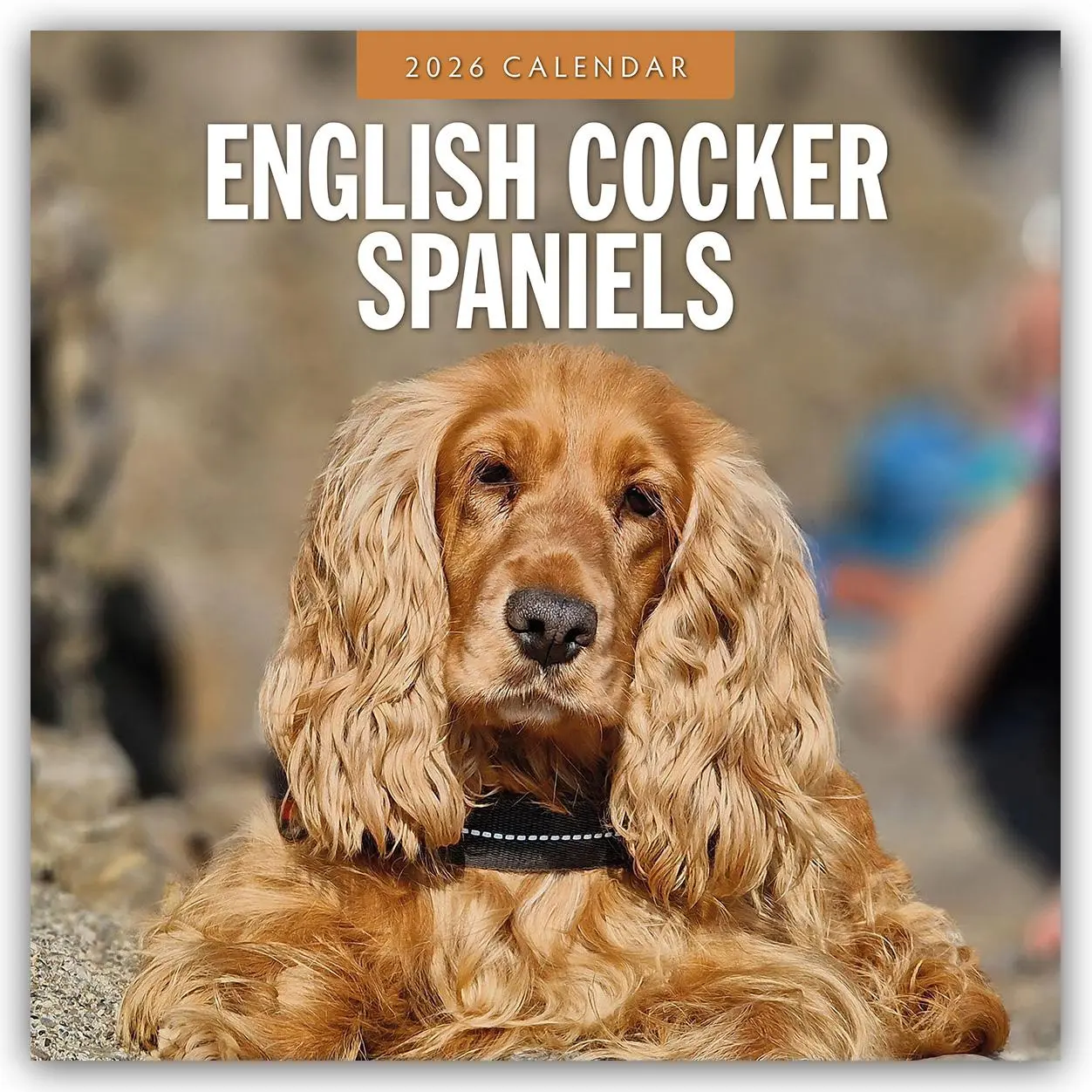 Cover: 9781804428047 | English Cocker Spaniels - Englisch Cocker Spaniel 2026 -...