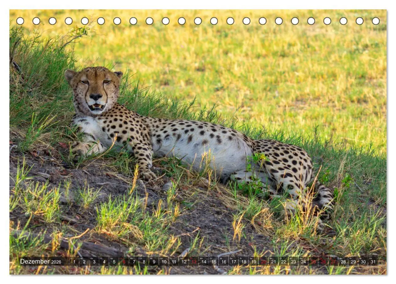 Bild: 9783457738047 | Katzen im Busch (Tischkalender 2026 DIN A5 quer), CALVENDO...