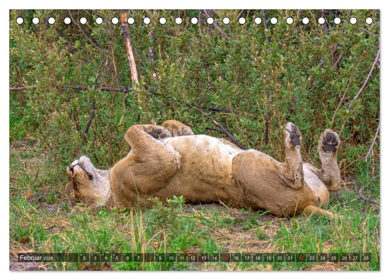 Bild: 9783457738047 | Katzen im Busch (Tischkalender 2026 DIN A5 quer), CALVENDO...