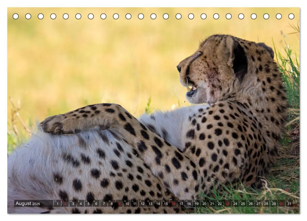 Bild: 9783457738047 | Katzen im Busch (Tischkalender 2026 DIN A5 quer), CALVENDO...