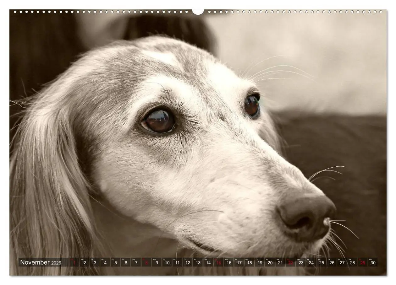 Bild: 9783457978047 | Windhunde eye-catcher (hochwertiger Premium Wandkalender 2026 DIN...