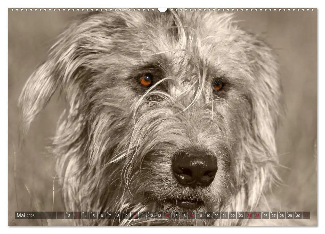 Bild: 9783457978047 | Windhunde eye-catcher (hochwertiger Premium Wandkalender 2026 DIN...