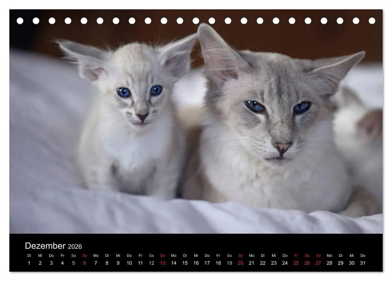 Bild: 9783516138047 | Orientalische Katzen (Tischkalender 2026 DIN A5 quer), CALVENDO...