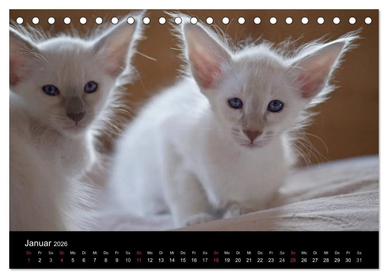 Bild: 9783516138047 | Orientalische Katzen (Tischkalender 2026 DIN A5 quer), CALVENDO...
