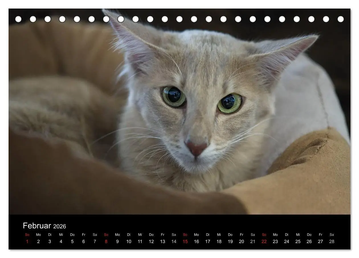 Bild: 9783516138047 | Orientalische Katzen (Tischkalender 2026 DIN A5 quer), CALVENDO...