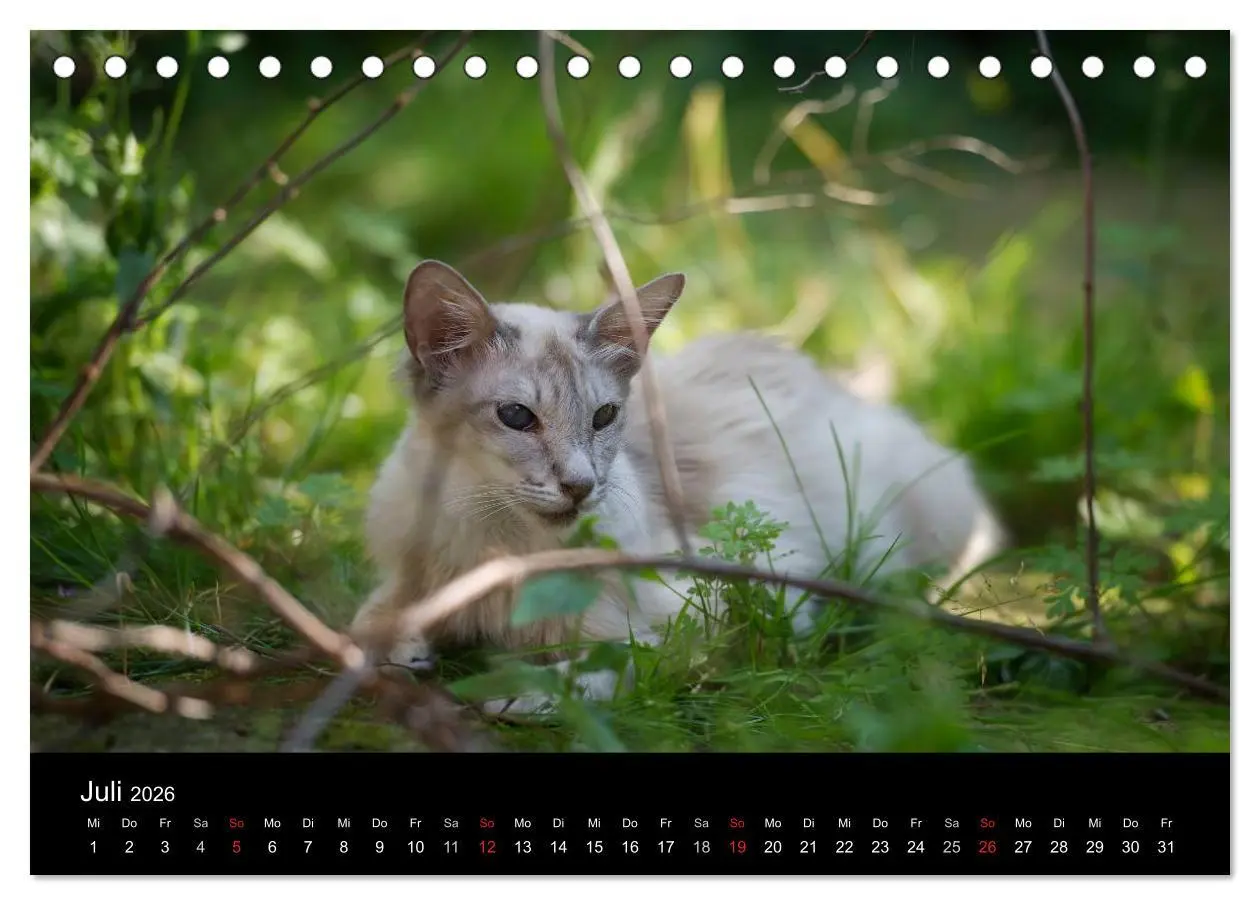 Bild: 9783516138047 | Orientalische Katzen (Tischkalender 2026 DIN A5 quer), CALVENDO...
