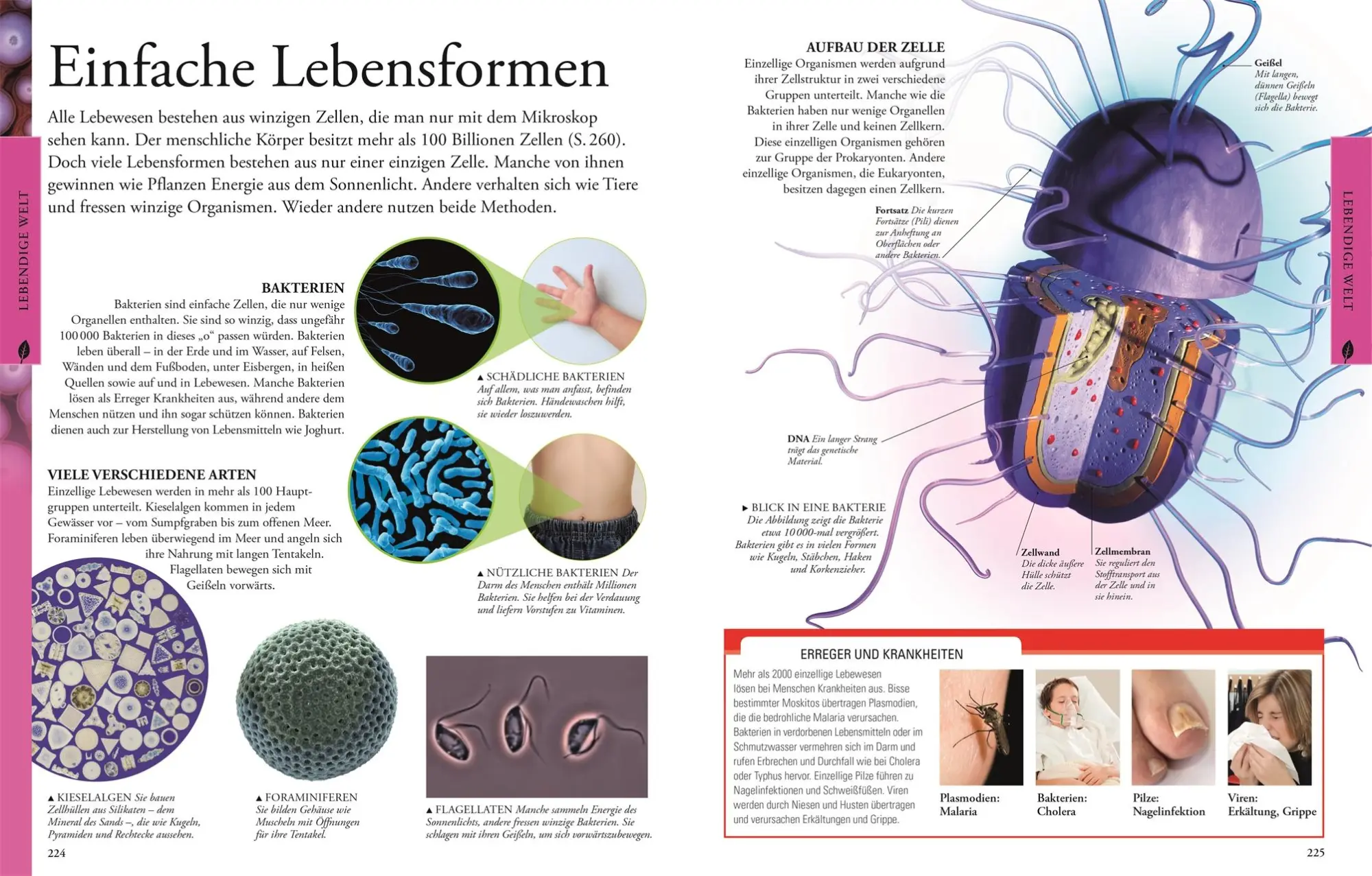 Bild: 9783831028047 | Naturwissenschaften für clevere Kids | DK Verlag - Kids | Buch | 2015