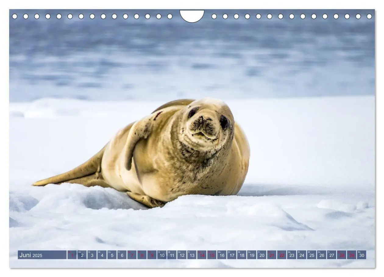 Bild: 9783435258147 | Antarktis Gletscher, Robben, Pinguine (Wandkalender 2025 DIN A4...